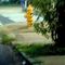 Fire Hydrant