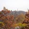 Fall in New Haven