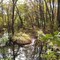Hardig Brook