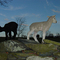 Coggshall farm, bristol RI