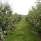 apple trees