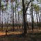After Burn at Sandy Causeway