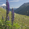 Wild alpine flowers