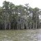 Cypress Trees