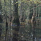 Swamp in the Cajun Region