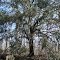 Live Oak in the Swamp