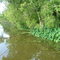 Swamp pictures 3