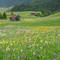 Berwang