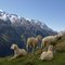 Lehnebachalm zwischen Gaislach und und Tiefentalgletscher (Via Alpina) mit Gampleskogel