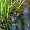 Frog in Hiding