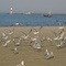 Sky-rats Leaving Ontario Beach