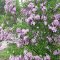 Lilacs in Goodwin Park