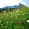 Almwiese beim Loderbichl