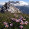 Am Gipfel des Daniel  (2.340m) mit Aster alpinus