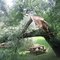 Broken Tree