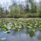 Sites Lake in May