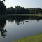 Canada geese on the pond