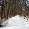 Osage Orange Tunnel, Sugarcreek MetroPark