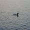Loon on Turtle Lake near Deerwood, MN