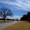 Blue Skies and Empty Trees