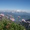 Alpenastern auf dem Schuhflicker ( Arlspitze )      Blick zum Hochkönig