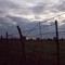 field near Columbus,MS