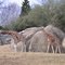Giraffes at Forest Edge