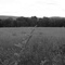 VT Field