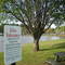 Zero tolerance sign by tree
