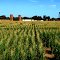 Corn Maze at Dell'Osso Family Farm