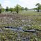 Louisiana Alligator, 10-11 feet long