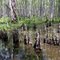 Bald Cypress (Taxodium distichum)  and Tupelo (Nyssa aquatica) Knees