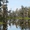 Louisiana swamp tour September 2012