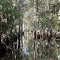 Louisiana swamp tour September 2012