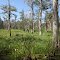 Louisiana swamp tour September 2012