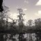 Swamp Tour, LA, USA