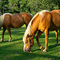 Ponies at Quantuck Bay Farms