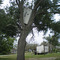 Fridge in a Tree (post-Katrina damage)