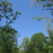 LA Arboretum Sky