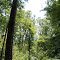 Louisiana State Arboretum - Paw Paw Loop Trail