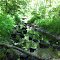 Stream in Quail Hollow Park