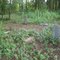 Berry Cemetery (Fannin Rd near Hwy 34, 71292)