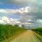 Ingleside (Rd.) Sugar Plantation @ Harvest, Eastward
