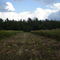 Portier Plantation Deer Hunting Land