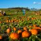 Schramm Farm - October 2010