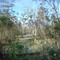 swamp mini-scene