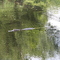 Alligator