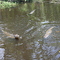 Swamp Tour