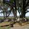Roadside Cemetery