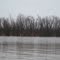 Somewhere in there is a bald eagle